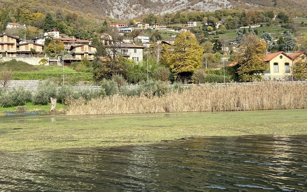 Regione in campo contro le macrofite invasive acquatiche – www.lombardianotizie.online
