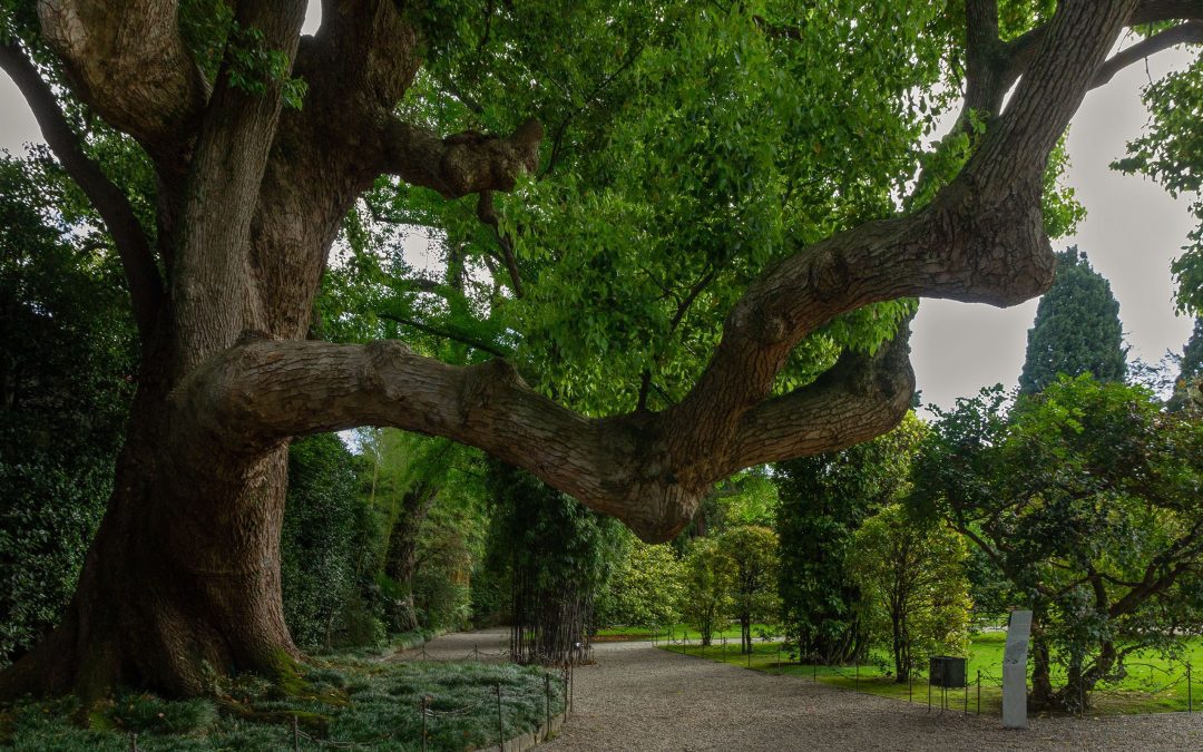 Lombardia, Regione celebra 40 anni legge che tutela le aree verdi – www.lombardianotizie.online