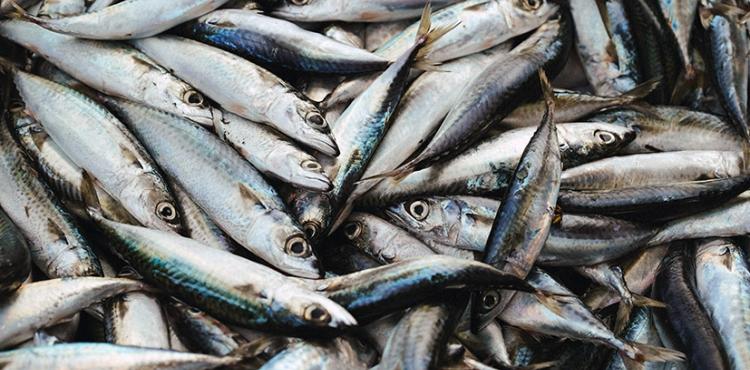 Anche in Sardegna il Mercato telematico dei prodotti della pesca e dell’acquacoltura


      
        Browse
      
    
    

            
  
    

      

  


          
   – www.sardegnaimpresa.eu