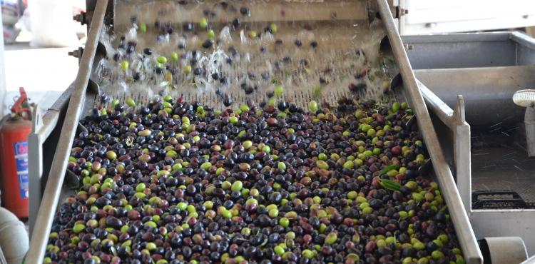 Bando da 2,8 milioni di euro per modernizzare gli impianti di trasformazione dell’olio extravergine di oliva


      
        Browse
      
    
    

            
  
    

      

  


          
   – www.sardegnaimpresa.eu