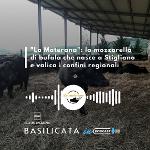 BASILICATA IN PODCAST, LA MATERANA: LATTE DI BUFALA A STIGLIANO
		 – www.regione.basilicata.it