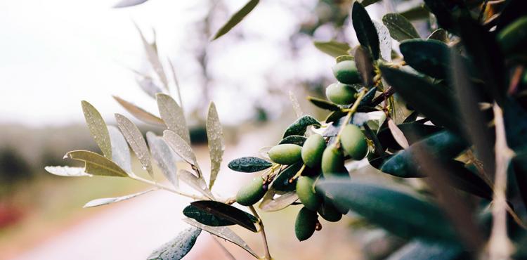 ‘Premio nazionale Olio extravergine d’oliva’, i riconoscimenti per le produzioni isolane


      
        Browse
      
    
    

            
  
    

      

  


          
   – www.sardegnaimpresa.eu