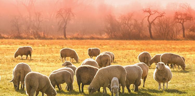 Premio unico campagna 2023, Argea e Regione intervengono per superare il blocco


      
        Browse
      
    
    

            
  
    

      

  


          
   – www.sardegnaimpresa.eu