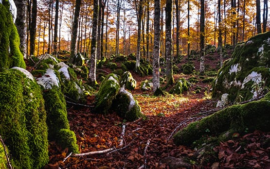 Lollobrigida. Orgoglio Italia avanguardia su forestazione – www.politicheagricole.it