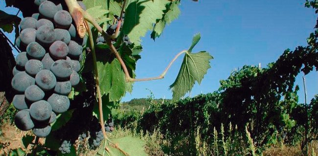 Vino, dal 15 febbraio si può richiedere l’autorizzazione per impiantare nuovi vigneti 
						 – www.toscana-notizie.it
