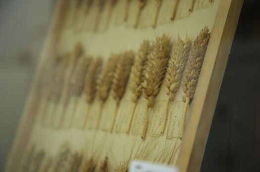 Sisma 2016. Lollobrigida: bene stanziamento, dovere
riqualificare Centro Strampelli – www.politicheagricole.it
