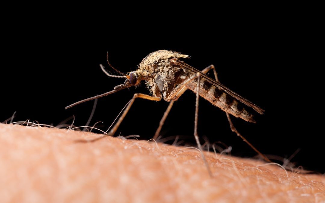 Campilobatteriosi e salmonellosi ancora al di sotto dei livelli pre-pandemia; infezioni da virus del Nilo occidentale in aumento – www.efsa.europa.eu