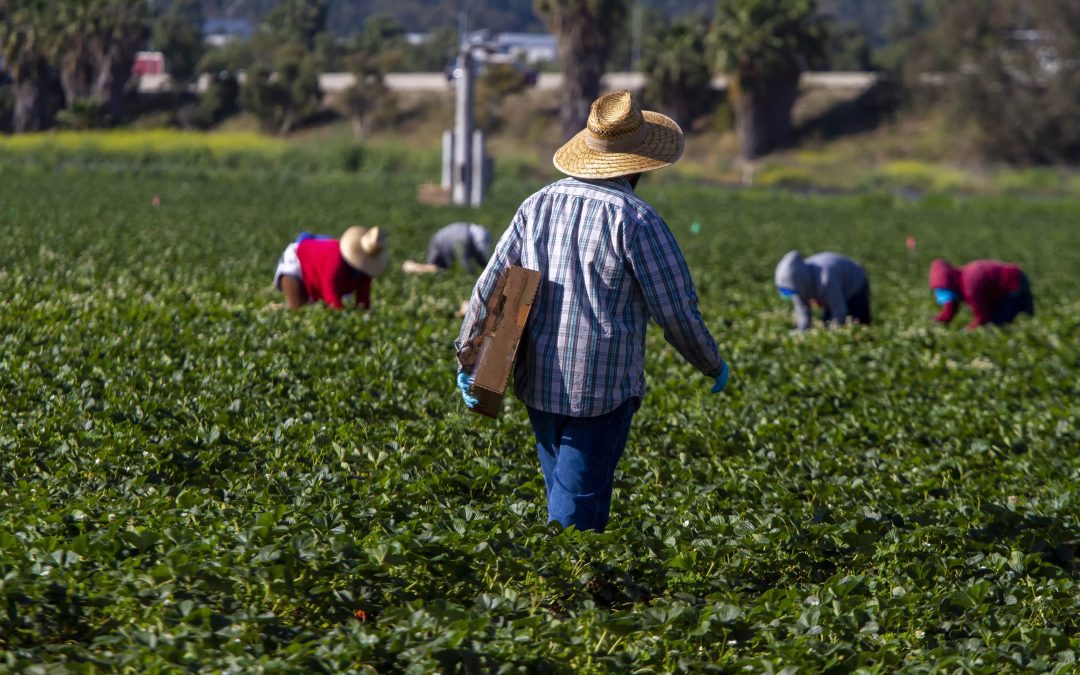 Prorogato di un anno il protocollo sperimentale contro il caporalato in agricoltura 
						 – www.toscana-notizie.it