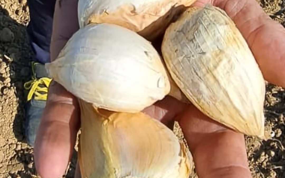 Aglione della Valdichiana, la regione sostiene la richiesta a DOP 
						 – www.toscana-notizie.it