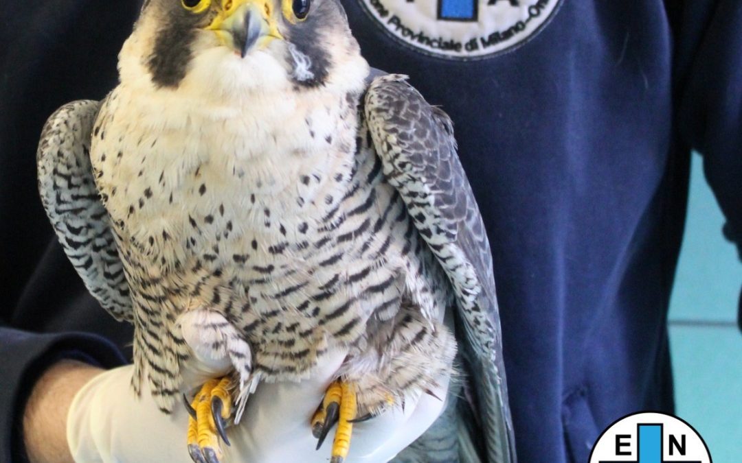 Recuperato ferito e con una paresi alle zampe il falco pellegrino Enzo – www.lombardianotizie.online