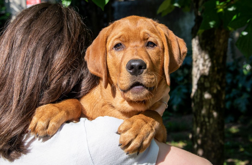 La Regione cerca famiglie affidatarie per futuri cani guida e da allerta medica 
						 – www.toscana-notizie.it