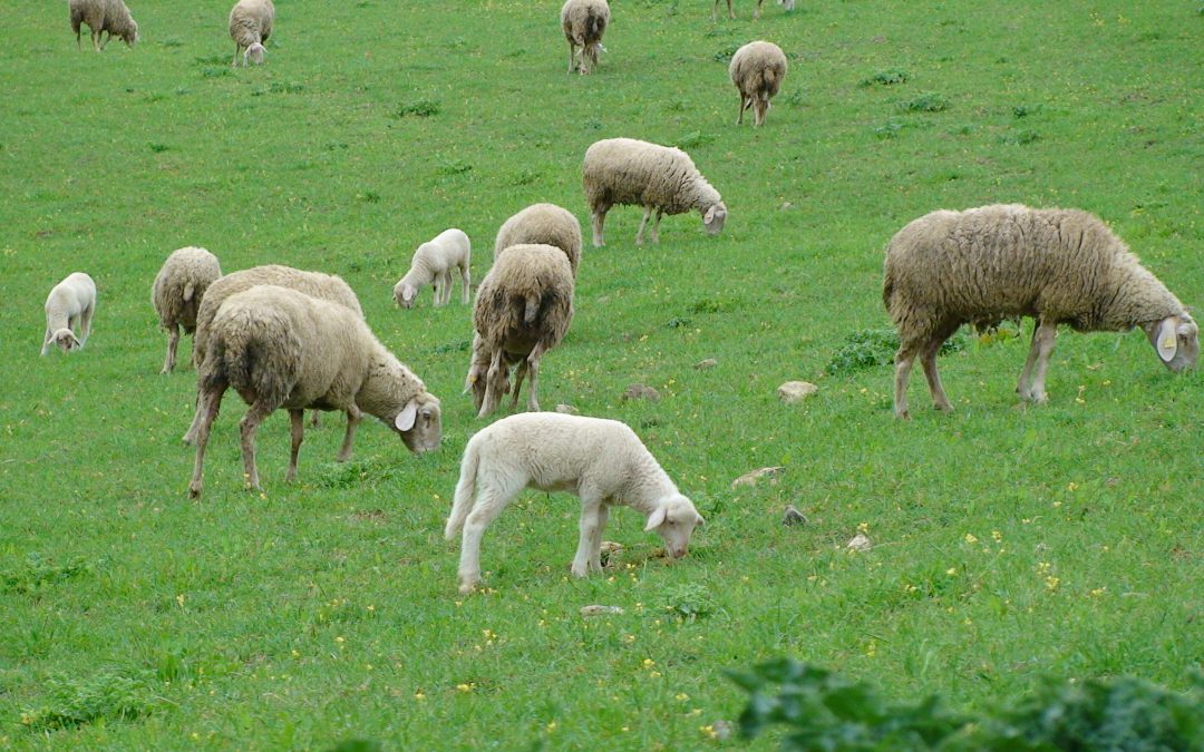 Zootecnica montana e biodiversità: workshop il 1 marzo a Castelnuovo Garfagnana (Lu) 
						 – www.toscana-notizie.it