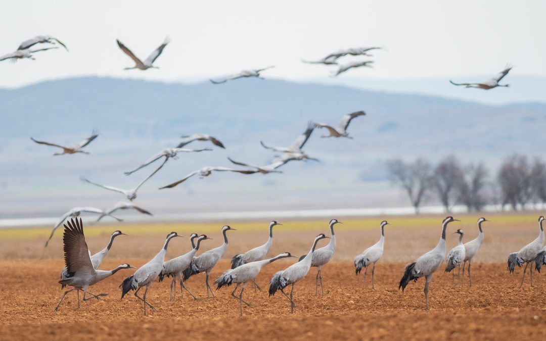 PE: via libera alla legge sul ripristino della natura | Attualità – www.europarl.europa.eu