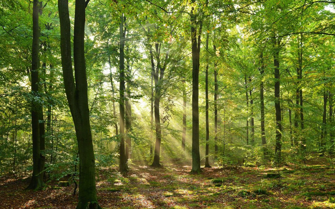 Bosco Querce. stanziamento di 420.000 euro per progetti di valorizzazione  – www.lombardianotizie.online