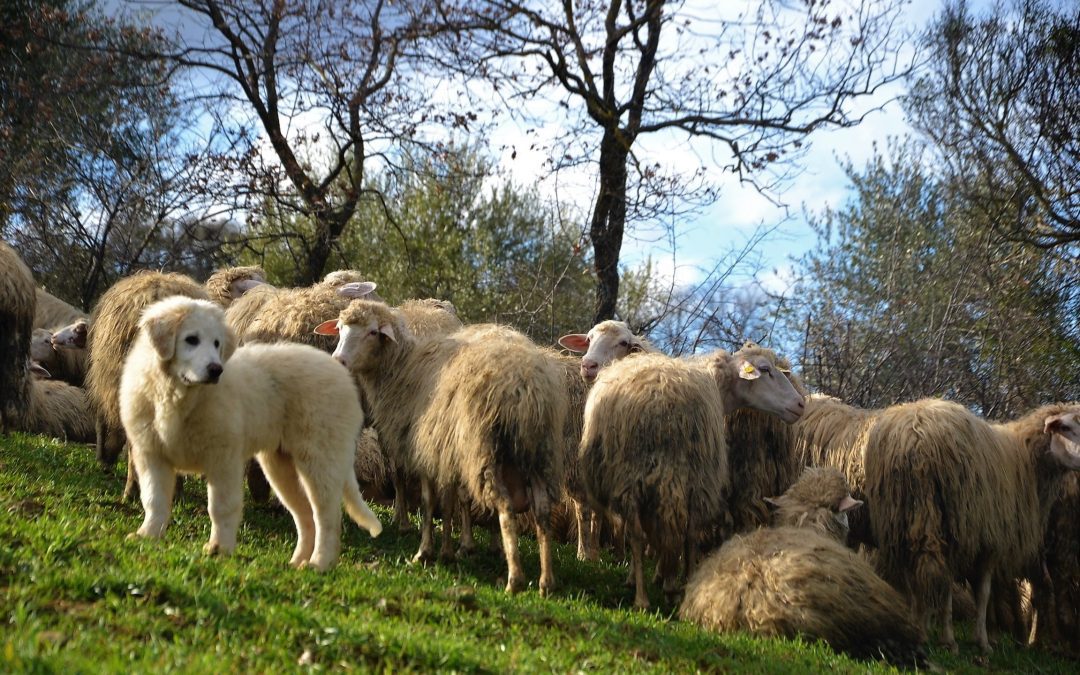 Zootecnica montana, molti giovani e donne al workshop del programma LIFE 
						 – www.toscana-notizie.it