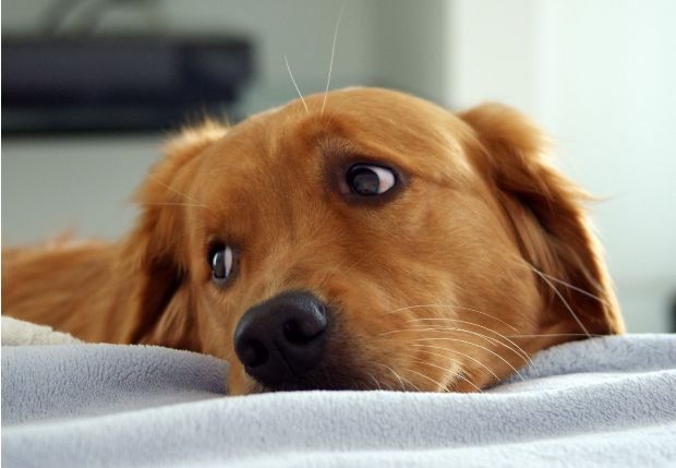 Mai più cani alle catena, giunta approva in via definitiva la disposizione 
						 – www.toscana-notizie.it