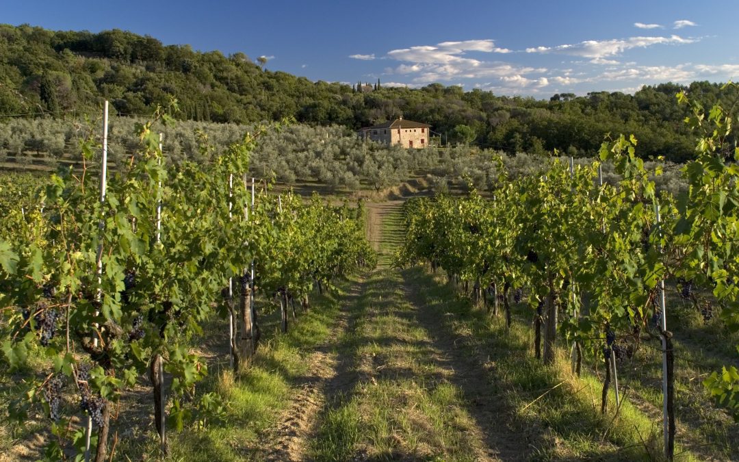 Promozione all’estero e interventi sui vigneti: 6 milioni in più per i viticoltori toscani 
						 – www.toscana-notizie.it