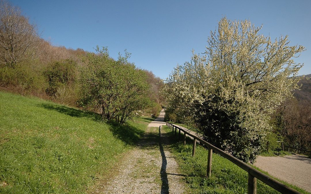 Parchi lombardi per tutti, e-book dedicato ad aree verdi senza barriere – www.lombardianotizie.online
