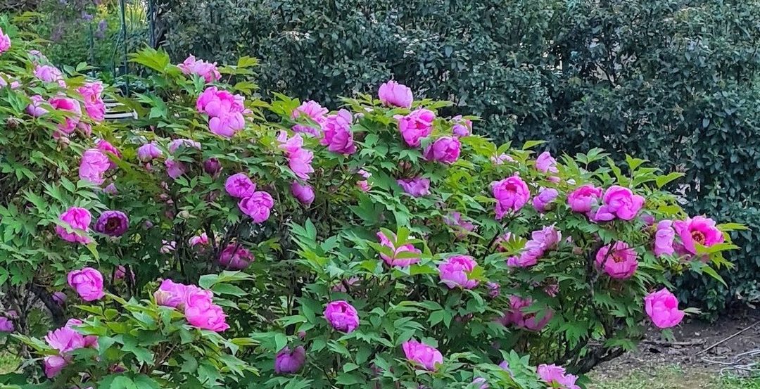Torna la fioritura delle peonie a Vitorchiano – VisitLazio – www.visitlazio.com