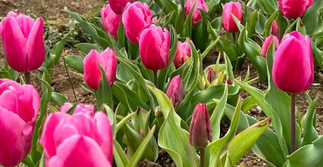 Tulipark, il giardino olandese di Roma – VisitLazio – www.visitlazio.com
