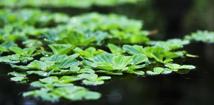 Bioeconomia circolare, un’opportunità di sviluppo per le imprese


      
        Browse
      
    
    

            
  
    

      

  


          
   – www.sardegnaimpresa.eu