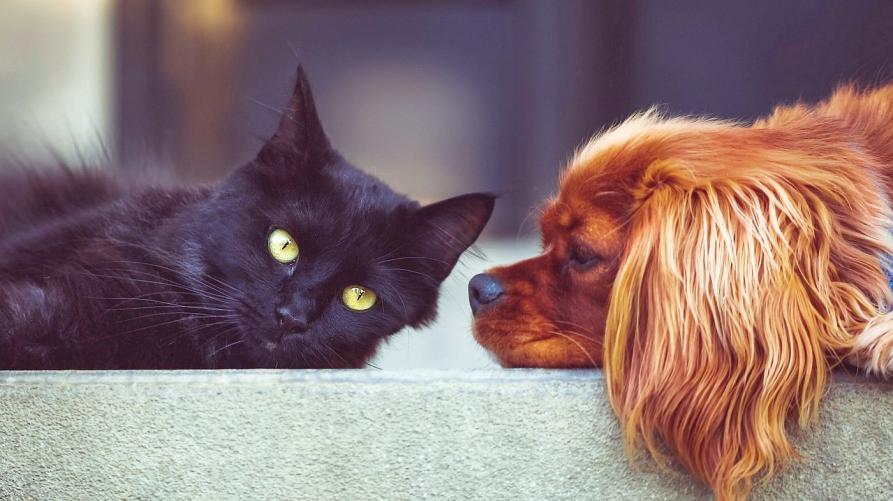 Le tante novità del Testo unico sul benessere animale
 – www.regione.piemonte.it