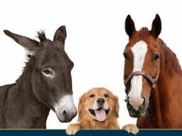 Avviso: Corso propedeutico in interventi assistiti con gli animali (I.A.A.) – www.regione.campania.it