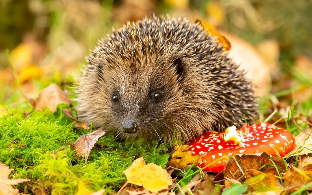 Fauna selvatica, in Lombardia nel 2023 soccorsi oltre 11.000 animali feriti – www.lombardianotizie.online