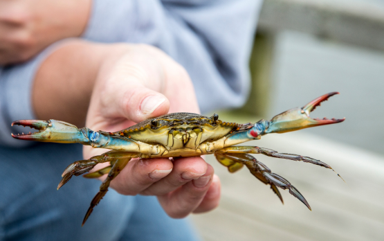 Svolta Pesca: Firmati decreti per emergenza granchio blu – Al via moratoria sui mutui per i pescatori – www.politicheagricole.it