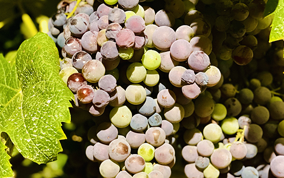 Peronospora. Lollobrigida: via libera a interventi compensativi, al lavoro su fondo emergenze per integrare risorse – www.politicheagricole.it