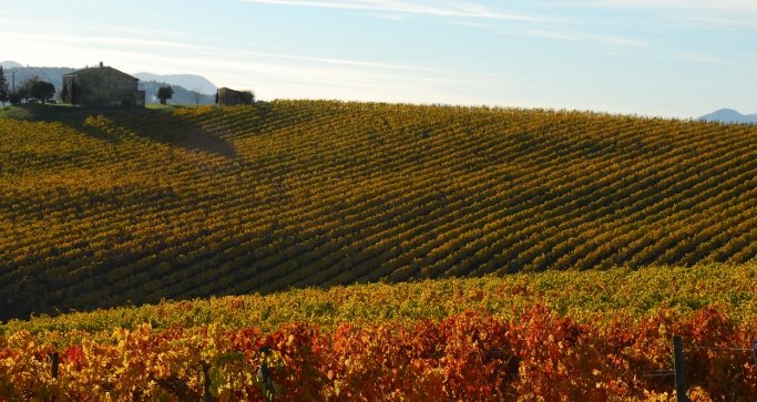 Riconversione e ristrutturazione vigneti: stanziati 17 milioni 
						 – www.toscana-notizie.it