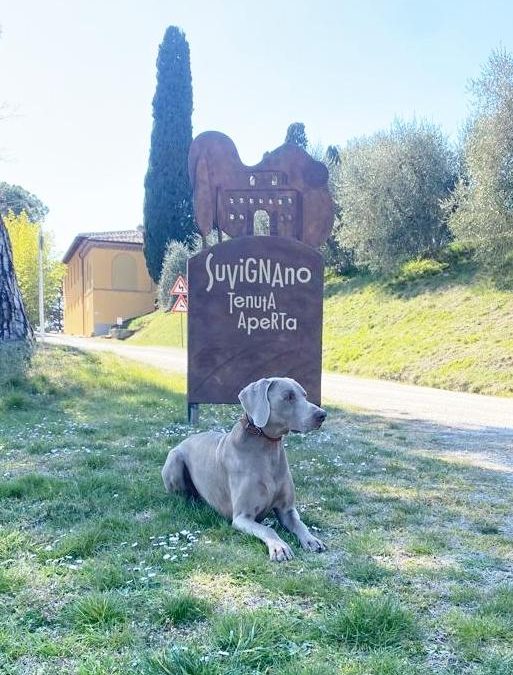 Torna domenica 21 alla Tenuta di Suvignano “Donne per il sociale” 
						 – www.toscana-notizie.it