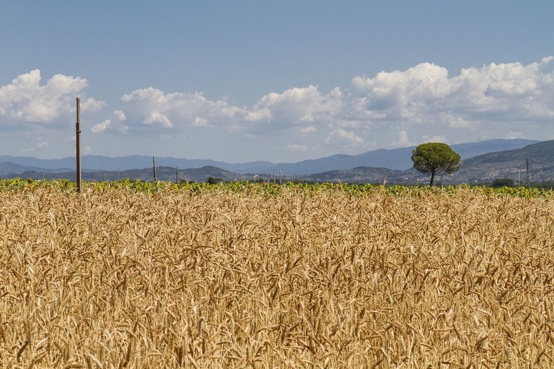 Conservazione suolo e sostanza organica, in arrivo bando da 1,7 milioni 
						 – www.toscana-notizie.it
