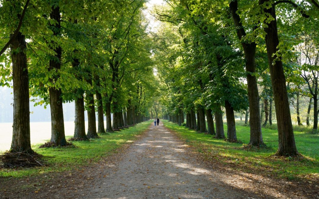 Alberi in prima linea per difendere gli effetti dei cambiamenti climatici – www.lombardianotizie.online