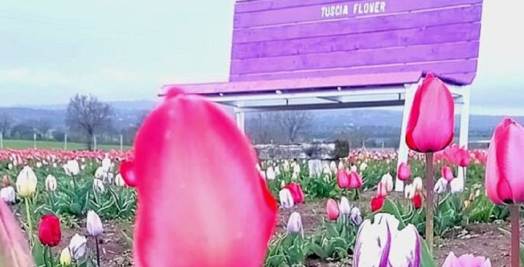 La fioritura dei tulipani al Tuscia Flower – VisitLazio – www.visitlazio.com