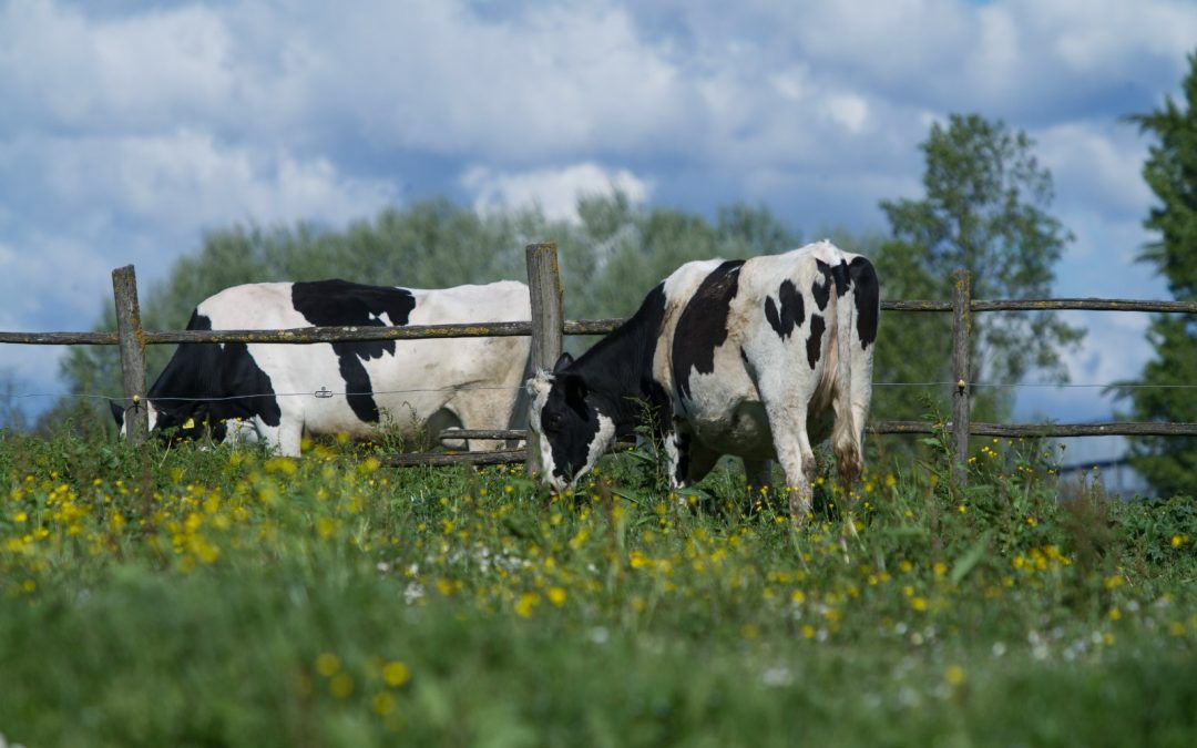 Costo del latte, al via monitoraggio. Produrre 100 litri costa agli allevatori oltre 53 euro 
						 – www.toscana-notizie.it