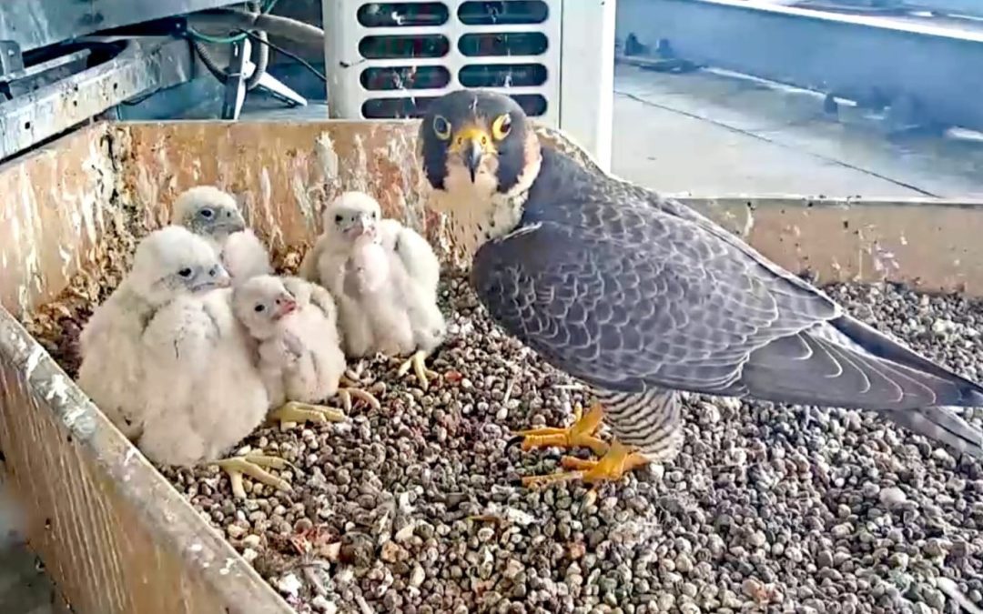 Sono 2 maschi e 2 femmine i falchi pellegrini nati sul tetto del Pirellone – www.lombardianotizie.online