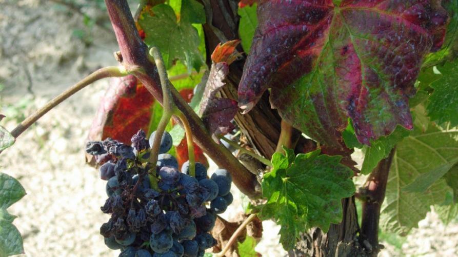 Contrasto della flavescenza dorata, misure obbligatorie per il 2024
 – www.regione.piemonte.it