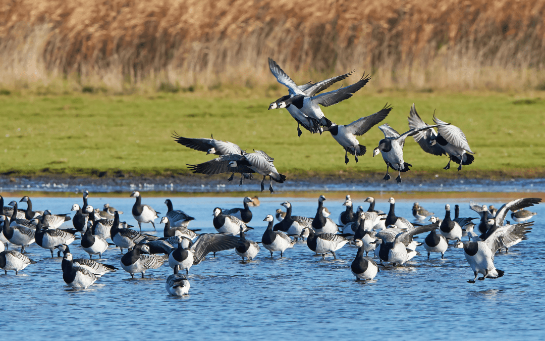 Avian influenza: One Health surveillance is key to prevent virus evolving – www.efsa.europa.eu