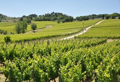 Ristrutturazione e riconversione dei vigneti 2024/2025, bando OCM vino finanziato con 1 milione di euro – www.regione.umbria.it