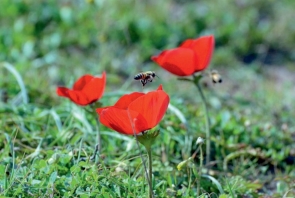 In difesa delle api arriva in Umbria l’Ambasciatore della Repubblica di Slovenia. Regione Umbria e Repubblica di Slovenia, insieme, per la biodiversità. L’evento pubblico a Villa Umbra venerdì 24 maggio. – www.regione.umbria.it