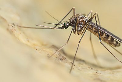 Malattie trasmesse da zanzare e insetti, i consigli della Regione per la prevenzione
– www.toscana-notizie.it