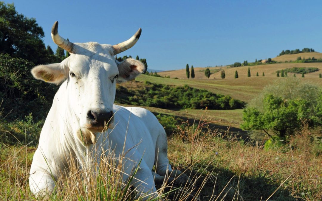 Razze autoctone, un bando pluriennale per gli allevatori 
						 – www.toscana-notizie.it