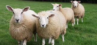 Blue tongue, contributi agli allevatori che forniscono capi “sentinella” 
						 – www.toscana-notizie.it