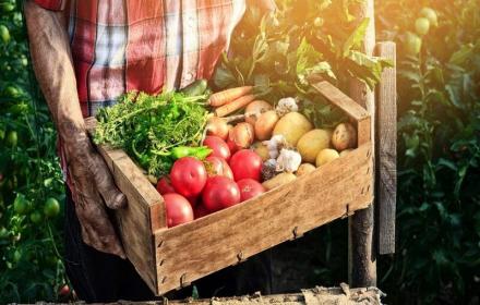 Agricoltura, migliaia di istanze per le misure del Psp a sostegno del comparto