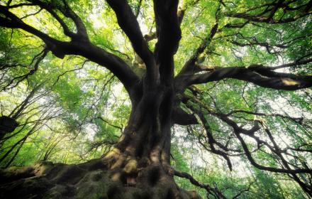 Ambiente, 90 mila euro ai Comuni per cura e valorizzazione degli alberi monumentali