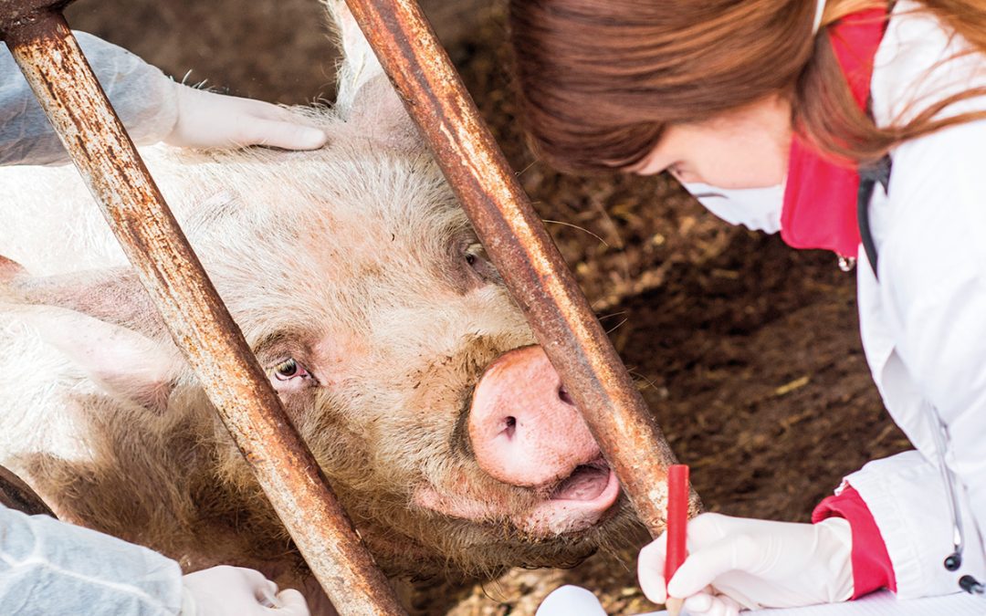 Peste suina africana: aumento notevole dei casi nei suini nell’UE nel 2023 – www.efsa.europa.eu