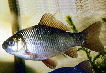 Pesca: la Giunta Regionale stanzia 50mila euro per ridurre la presenza della specie carassio nel lago Trasimeno – www.regione.umbria.it
