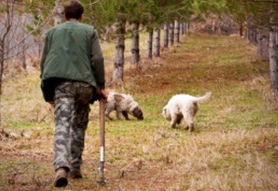 Nota stampa dell’Assessorato alle Politiche Agricole e Agroalimentari sulla presa di posizione del coordinamento associazioni tartufai Umbria – www.regione.umbria.it