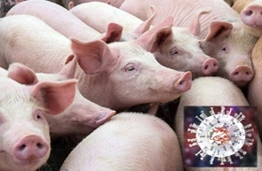 Gestione specie cinghiale, gli Assessori Morroni e Coletto esprimono soddisfazione per la nota del Commissario Straordinario alla Peste Suina Africana (PSA) Caputo relativa all’aggiornamento del piano regionale – www.regione.umbria.it